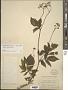 Aralia hispida Vent.