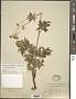 Aralia hispida Vent.