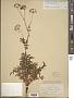 Aralia hispida Vent.