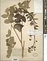 Aralia hispida Vent.