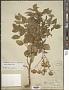 Aralia hispida Vent.
