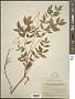 Aralia hispida Vent.