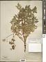 Aralia hispida Vent.