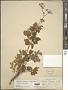 Aralia hispida Vent.