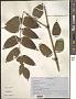 Aralia sp.