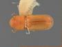 Araptus cuspidus