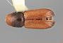 Araptus frontalis