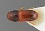 Araptus varius