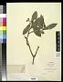 Arbutus sp.