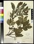 Arbutus sp.