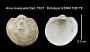 Arca inaequalis