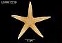 Archaster florae