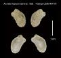 Arcinella thaanumi