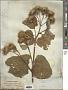 Arctium lappa L.