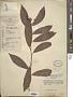 Ardisia elegans Andrews