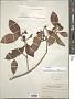 Ardisia sp.