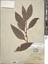 Ardisia sp.