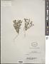 Arenaria sp.