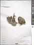 Arenaria sp.