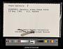 Argia apicalis