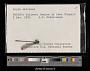 Argia extranea