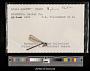 Argia plana
