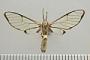 Argyroeides notha