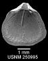 Argyrotheca cuneata (Risso, 1826)