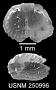 Argyrotheca cuneata (Risso, 1826)