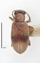 Ariotus subtropicus
