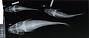 Arius truncatus