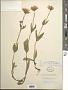 Arnica mollis Hook.