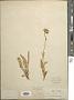 Arnica mollis Hook.
