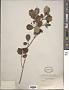 Aronia sp.