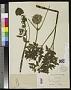 Arracacia compacta Rose