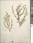 Artemisia absinthium L.