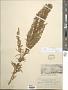 Artemisia aromatica A. Nelson