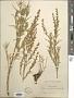 Artemisia aromatica A. Nelson
