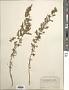 Artemisia aromatica A. Nelson