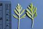 Artemisia australis Less.