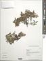 Artemisia australis Less.