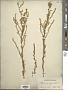 Artemisia campestris L.