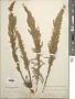 Artemisia camporum Rydb.