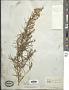 Artemisia canadensis