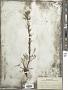 Artemisia canadensis