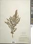 Artemisia canariensis Less.