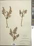 Artemisia canariensis Less.