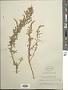 Artemisia canariensis Less.
