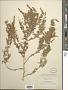 Artemisia canariensis Less.