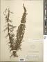 Artemisia caudata Michx.